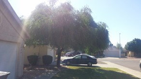 Tree Trimming Before